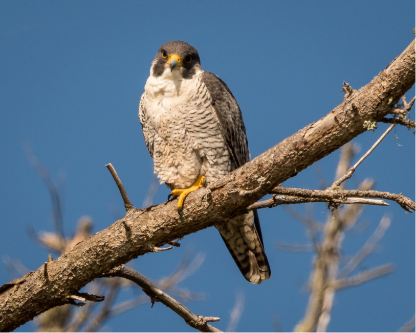 A Peregrine Falcon perching on a tree branch in Point Lobos State Natural Reserve, California, on April 14, 2017 (Photo By: Becky Matsubara).
